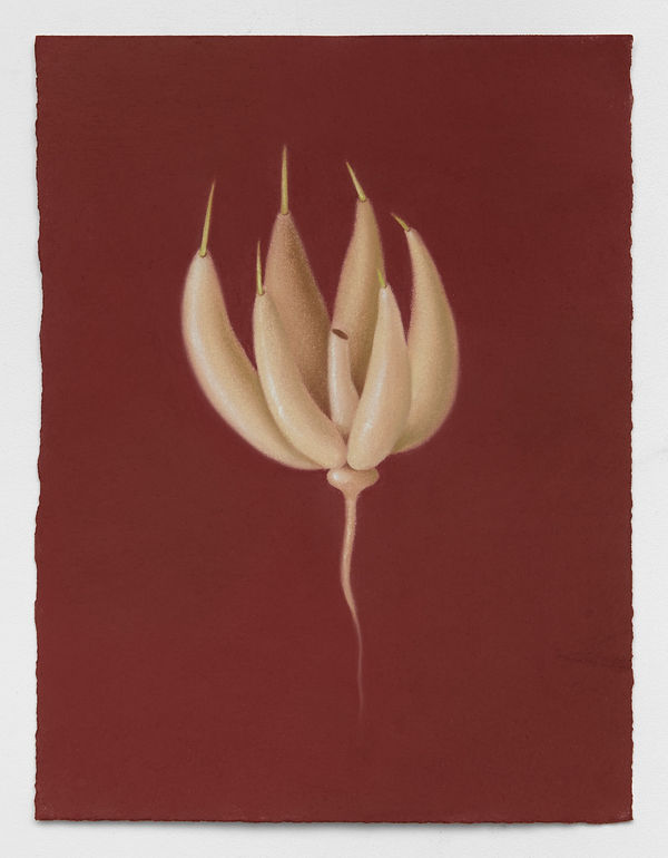 Sa014 Sara Anstis Red Garlic 2023 10X7 A Lr