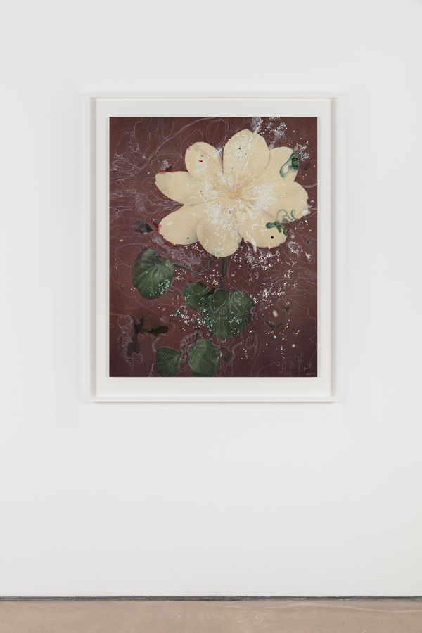 Sebastiaan Bremer, Clematis Hybrid Mevr Le Feher Coutre, 2018, Archival Inkjet Pigment Print On Resin Coated Paper With Hand Additions In Acrylic Photo Retouch Dye And Pigment Pen, 108 X 86.4 cm