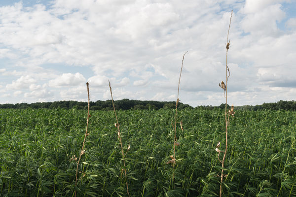 aurèce vettier, bitter-hemp (AV-2022-U-251, AV-2022-U-252, AV-2022-U-253, AV-2022-U-254, AV-2022-U-255), bronze sculpture, AI generated forms, Exhibition at 91530 Le Marais, 2022, Photo: Grégory Copitet.