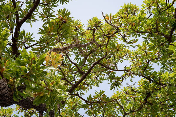 24 Kerry Lemon Shea Ak 55 Copy