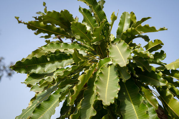 24 Kerry Lemon Shea Ak 80 Copy