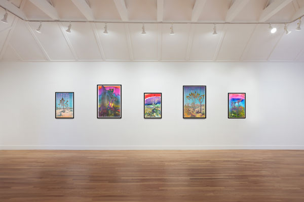 Installation view of Matthew Brandt: Joshua Trees at M+B, 2023