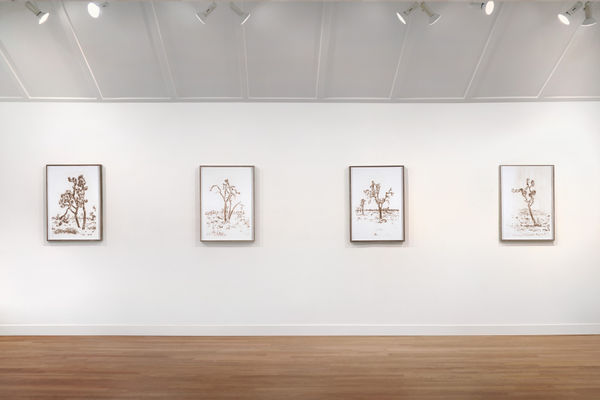 Installation view of Matthew Brandt: Joshua Trees at M+B, 2023