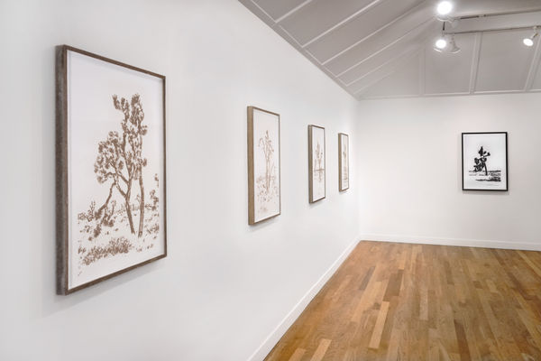 Installation view of Matthew Brandt: Joshua Trees at M+B, 2023