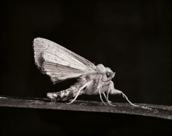 Moth, 2006