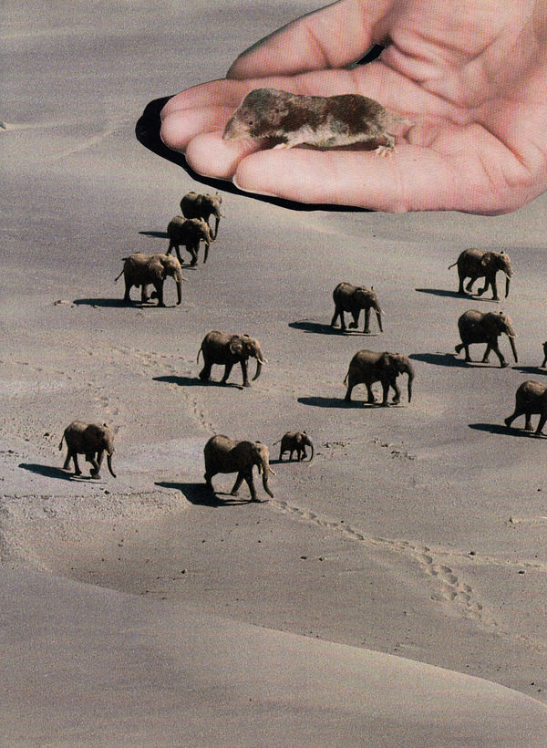 Archer Release The Vole Large