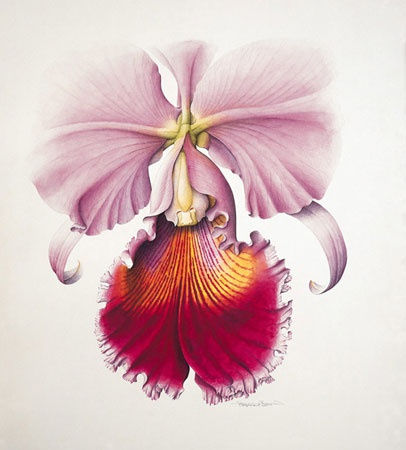 Botanical Watercolours