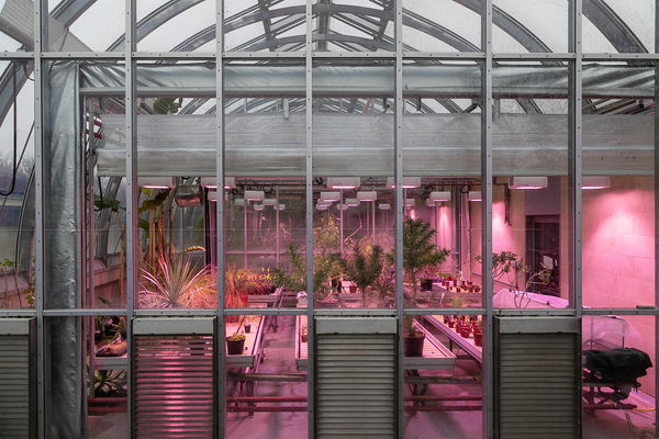 Mhairi Fenton, Looking In To Nature II