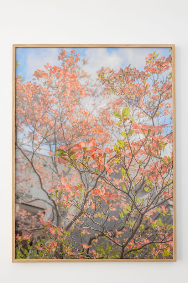 2025 04 07 In The Pink Colourama Installation Shots Website Dd 27