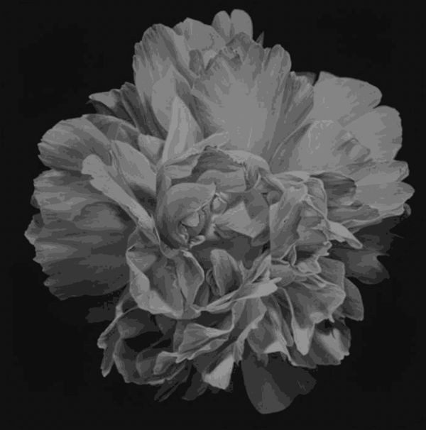 Joseph Stashkevetch, Peony, 2007
