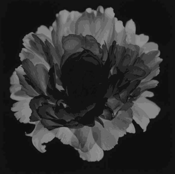 Joseph Stashkevetch, Peony, 2007