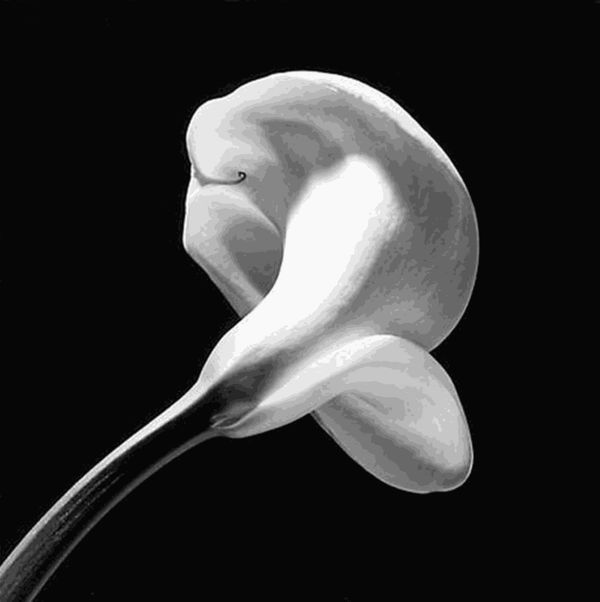 Robert Mapplethorpe, Calla Lily, Object Status Current Artist Mapplethorpe, Robert Title Calla Lily Object Date 1984