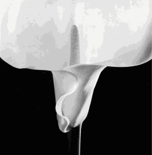Robert Mapplethorpe, Calla Lily, 1988