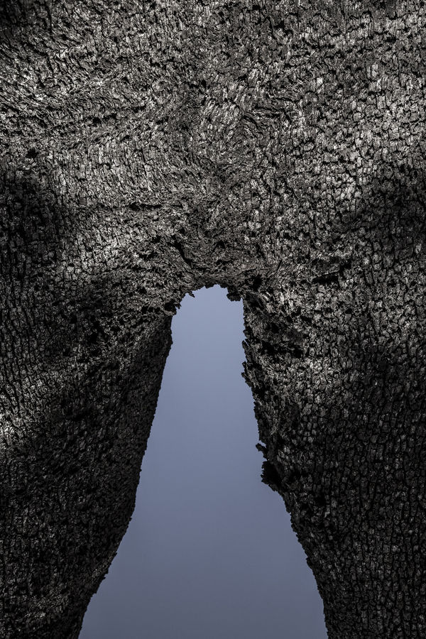 Gihan Tubbeh, Entrepierna de la Luz (Crotch of Light), 2020