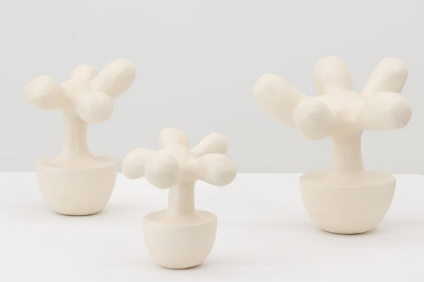 Plant No 18 Plant No 17 Plant No 19 Left To Right Re Jin Lee