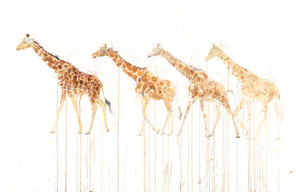 Dave White, Giraffe Movement