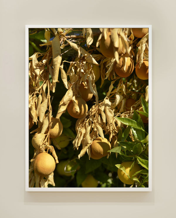 Mgs Rp Orchard5165New