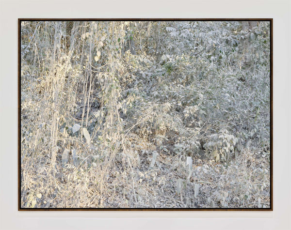 Costarica0270 Michaelgaillard Walnutframe