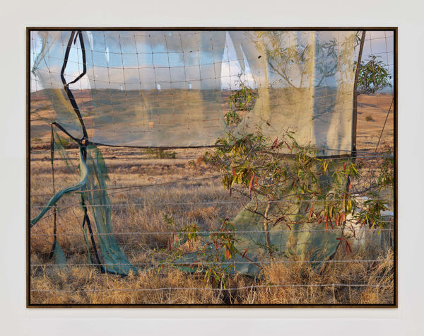 Hawaii164202 Walnutframe