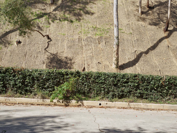 California After Palisades23171 Michaelgaillard