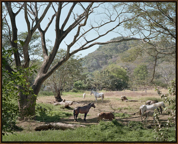 Afternoon in Guanacaste, 2013, Archival Pigment Print, Dimensions Variable
