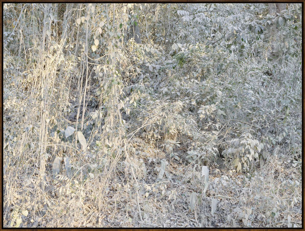 Costa Rica 0270, 2019, Archival Inkjet Print, Dimensions Variable