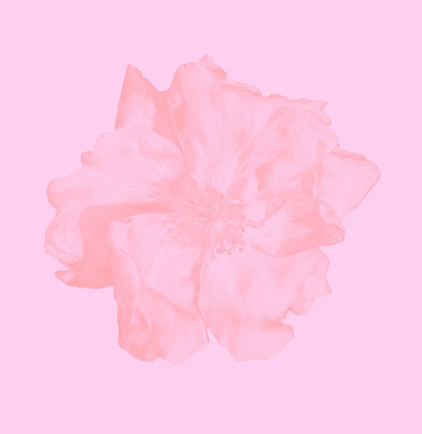 Blush Pink - New Rose, 2022