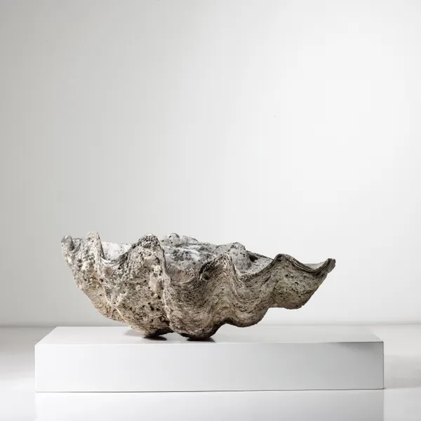 Giant Clam Shell (SOLD)