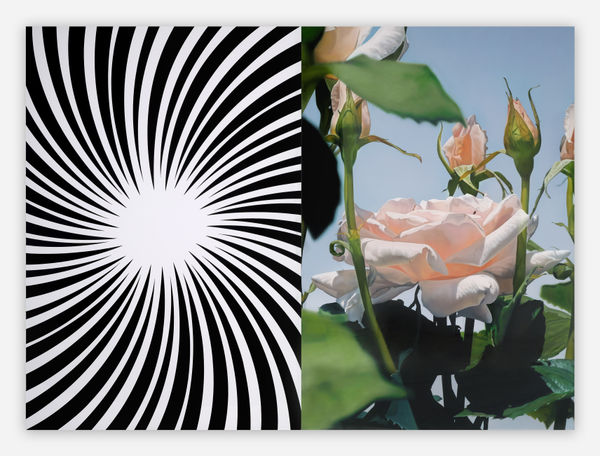 Mustafa Hulusi, Abstract Rose 2 (M), 2010