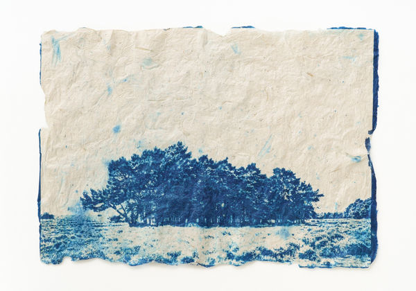 This is how pine trees and dinosaurs were born (5/10), 2022 手漉き和紙雁皮紙にサイアノタイプ・プリン ト H41 × W58 cm H16.1 × W22.8 in. 堀江 美佳