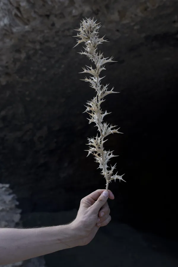 Camille Pradon Verticales