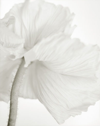 Yumiko Izu - Secret Garden (Noir) 107, 2011