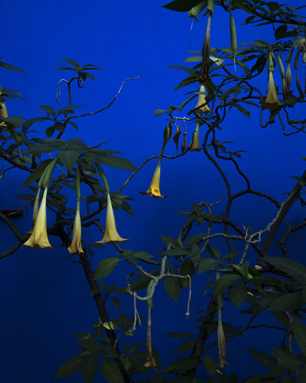 Cig Harvey - Eat Flowers, 2021