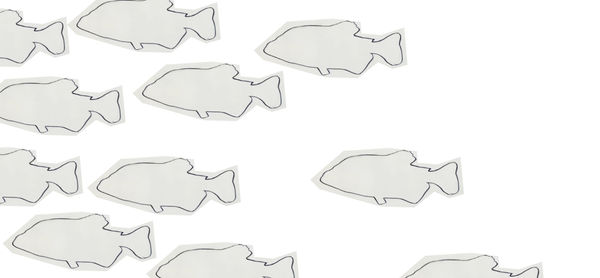 Shoal Commission 2 , 2026