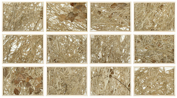 Vrs24 Herman De Vries Wintervegetation V 2010 Dried Grasses 12 Parts Each 25X35Cm