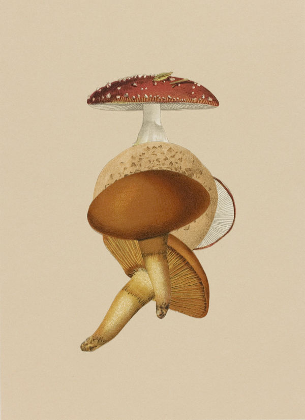 Fredrick Sommer Choice and Chance, Structure Art and Nature