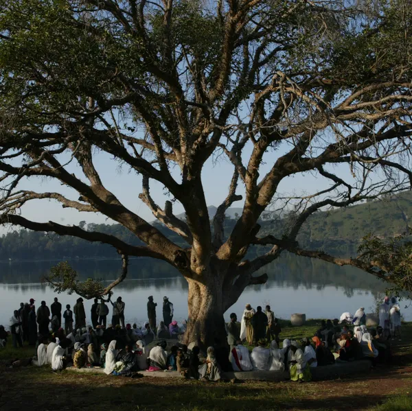 Chester Higgins | Sacred Sycamore Tree at Volcanic Lake, Bishoftu, Ethiopia, 2002