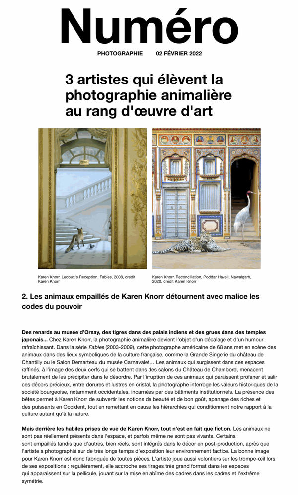 3 artistes qui élèvent la photographie animalière au rang d'œuvre d'art