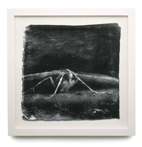 Attracted To Light 19 Framed