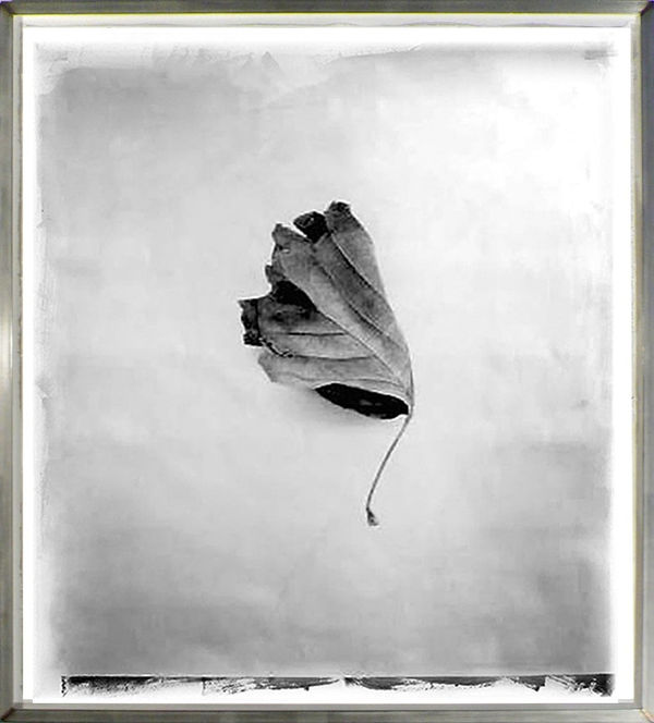Stephen Inggs Leaf Hackelbury Fine Art