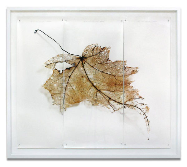 Photography Now – including Doug & Mike Starn, Garry Fabian Miller, Calmen & Bech, Stephen Inggs, Sebastiao Salgado, Wil