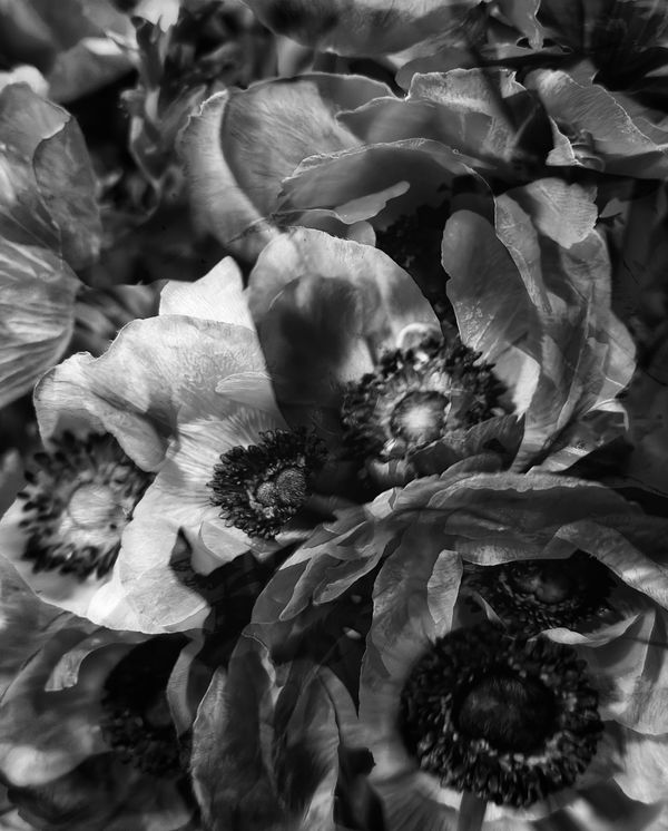 Erica Kelly Martin, Ranunculus, 2025