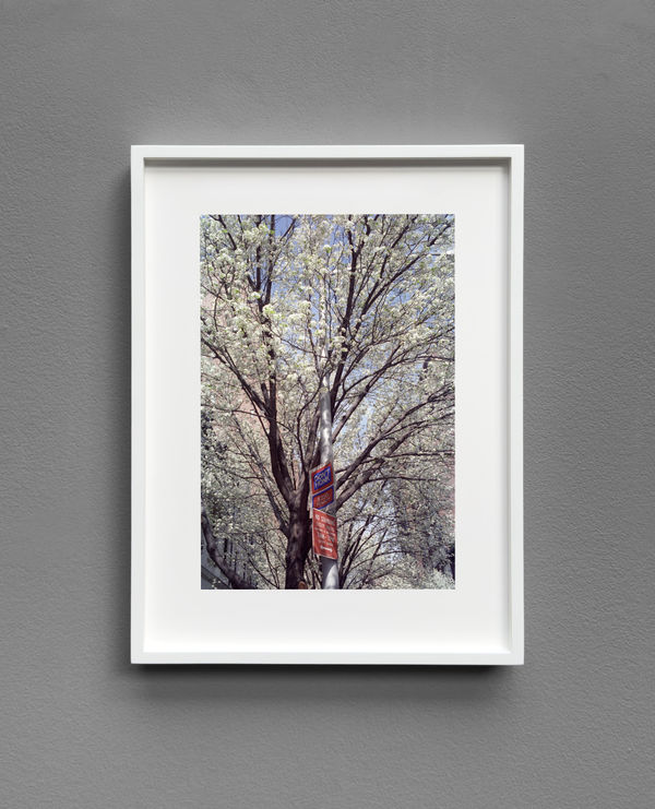 Philippe Garner, Spring blossom, New York , April 2003