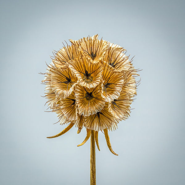 Floral studies Macro series Pincushion Steve Gallagher