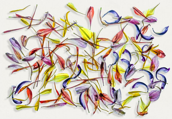 Floral Convergence petals Steve Gallagher