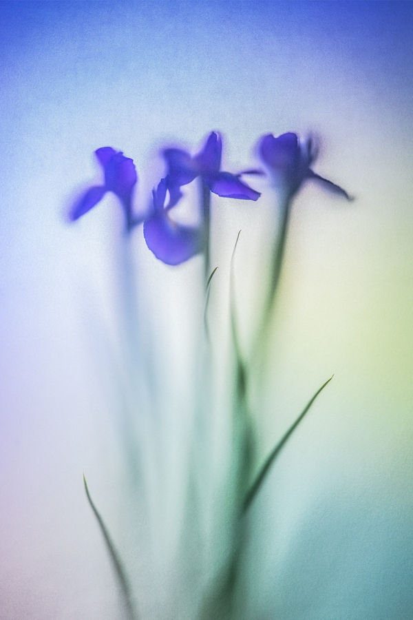 Revealed series number two Steve Gallagher