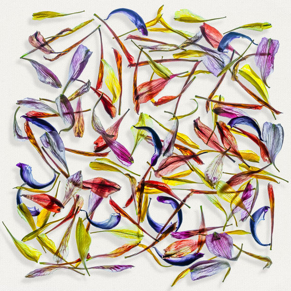 Floral Convergence petals Steve Gallagher