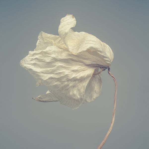 Floral studies Portrait series Translucent number six Steve Gallagher