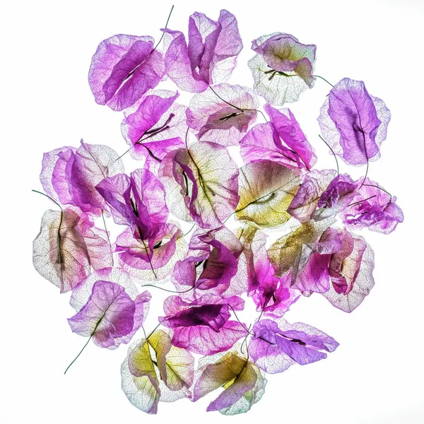 Floral studies Illuminated series One Last Dance number one Steve Gallagher