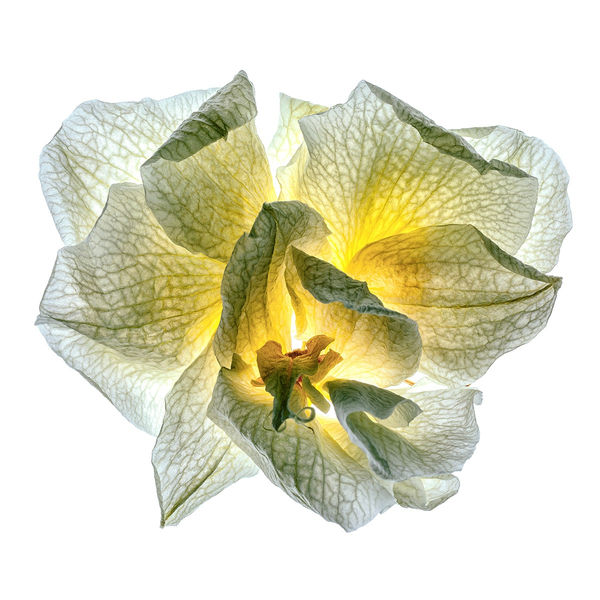 Floral studies Illuminated series One Last Dance number four Steve Gallagher